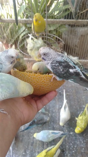 Cute Budgies Showing Off Their Playtime Fun! 🐤 #Budgies #PetBirds #AnimalLovers #CuteAnimals #Parro