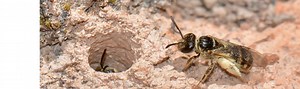 How to Get Rid of Ground Bees in 9 Steps (and Keep Them Away for Good) - Today's Homeowner