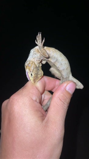I caught the aggressive lizard and got bitten