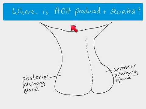 A2 Biology - Osmoregulation