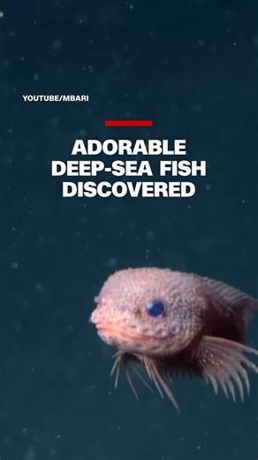 Scientists announce the discovery of the bumpy snailfish, a pink, big-eyed species found more than 10,000 feet below the ocean's surface. | CNN