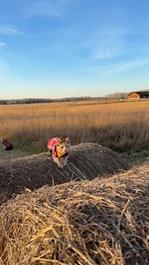 12K views · 2.2K reactions | Meowdy purrtners. Hay attack 類 練 If you’re a fan of Jack Spicer’s kitty cat cowboy content please consider subscribing or joining his Patreon linked in bio  everything helps ❤️ #cat #cats #catlover #catsofinstagram #catlovers #cats_of_instagram #kittycat #tuxedocat #kitty #catlife | Aaron Apps | Facebook