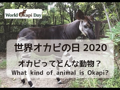 世界オカピの日2020～オカピってどんな動物？～【ズーラシア公式】