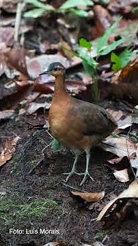 A new species of bird has been discovered in the Amazon: the "Brazilian Dodo" that isn't afraid o...