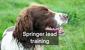 How To Train A Springer Spaniel To Walk On The Lead - Easy Spaniel Training