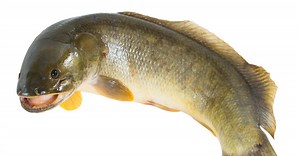Bowfin Teeth: Do Bowfin Fish Have Teeth?