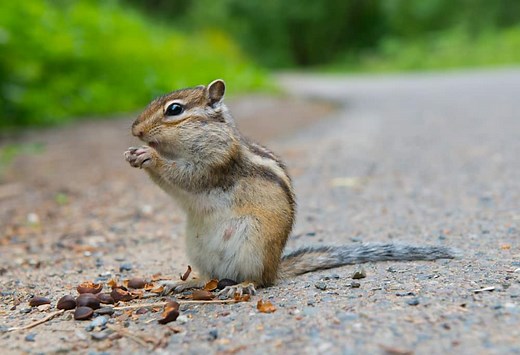 15 Things Chipmunks Like To Eat Most (Diet, Care & Feeding Tips)