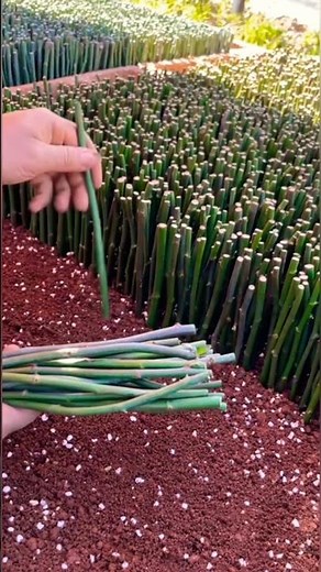 Young Rose Buds Growing 🌹 | A Peaceful Garden of Hope