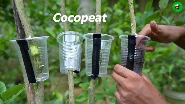 Propagate Healthy Lemon Trees With Air Layering And Cuttings in Just 30 Days!