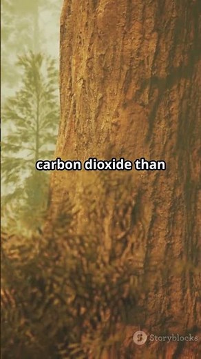 5 amazing facts about Sequoia Sempervirens🌳