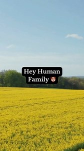 69K views · 3.2K reactions | Still watching over you: from Rainbow Bridge  #rainbowbridge | The Animal Cave | Facebook