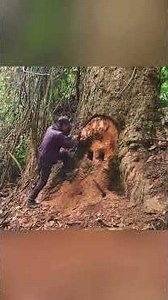 Survival shelter inside an old big tree . #survival #survivalskills #bushcraft #camping #solo