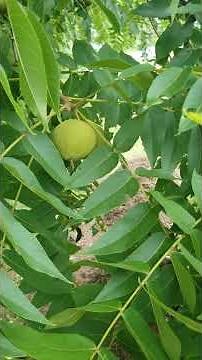 How Black Walnut Trees Can Transform Your Landscape