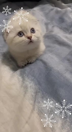 #питомникманчкинов #скоттиш #cat #scottish #munchkin #купитькотенка #scottishkilt #kittensale #скоттишкилт #шотланскийкот