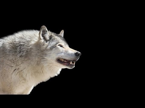 Wolf Howling Sound Effect HD