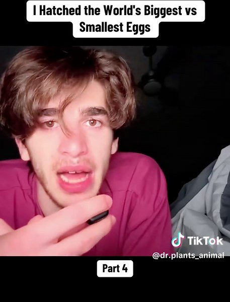 I Hatched the World's Biggest vs Smallest Eggs #egg #biggest #smallest #hatching #experiments