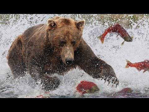 Grizzly Bears: The Drama of the Alaskan Salmon Run | Alaska 🌎 🇺🇸 | Wild Travel | Robert E Fuller