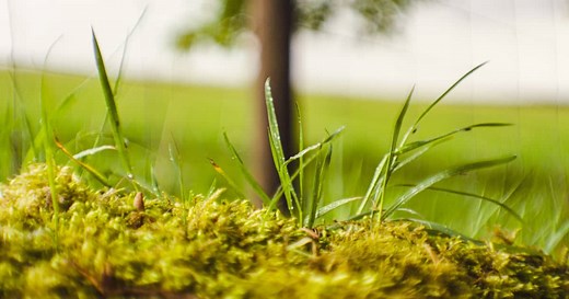 Moss in Lawn Guide [How to Remove, Treat, or Accept a Mossy Lawn]