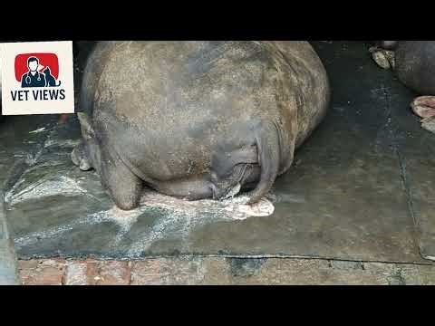 Pyometra in buffalo and treatment