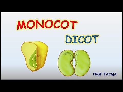 Monocot Vs Dicot plants [12 major differences]