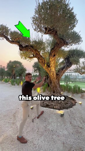 Ancient Olive Trees in Dubai's Green Community