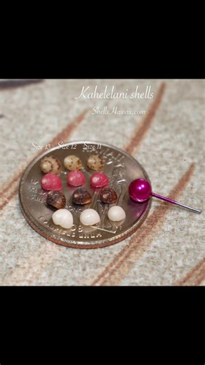 These tiny Kahelelani shells may look small, but they carry so much beauty and history 🌊 This photo shows the difference between size 11, 12, and 13 — a helpful reference for anyone learning or planning their next Niʻihau shell jewelry project. Each shell is naturally formed, with its own color, pattern, and surface — some softly matte, some with a gentle shine — just as the ocean created them. This is exactly why no two sets are ever the same, and why working with Kahelelani shells is always a
