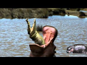 Hippo swallows Crocodile