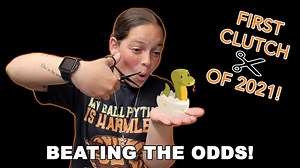 The Art Of Ball Python Snake Egg Cutting: A Breeder's Perspective