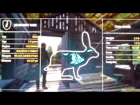 Hunting simulator 2 how to find and kill Jack rabbit hares easily