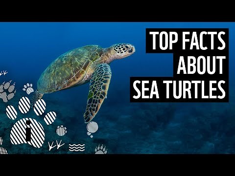 Top 10 Sea Turtle Facts | Animal Fun Facts | WWF