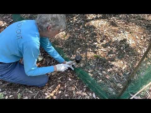 Netting Fruit Trees: An Easy and Inexpensive Method