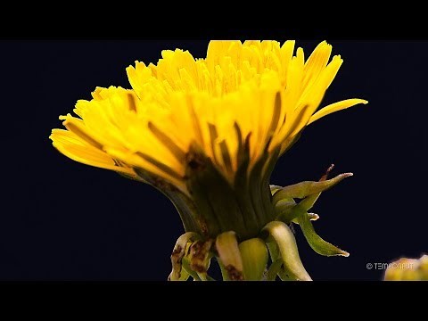 Growing Dandelion Flower Timelapse