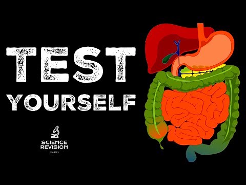 GCSE Science Biology Enzymes and Digestion - Test Yourself