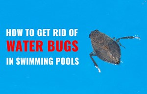 How to Get Rid of Water Bugs in Pools | Aquaticglee