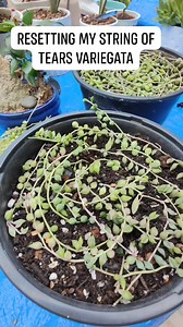 My Variegated string of angel tears / string of tears Main stems are drying out ( due to Overwater from non stop rain) so I need to reset it to save the entire plant. To fix this problem I need to cut the good ones from the dry stems/strings. Remove some pearls Then plant in a new soil mix. Make sure that the soil is a well draining soil / gritty mix . And since it is newly propagated,place in a bright covered position. After a week or two water it. #bikolanahardinera #succulents #succulentgarde