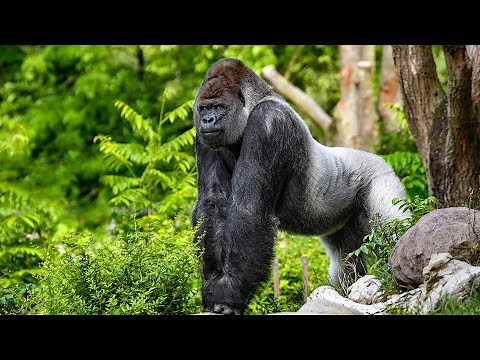 Rare Encounter: Filming Cross River Gorillas In Their Natural Habitat