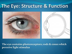 The Eye: Structure & Function - SlideServe