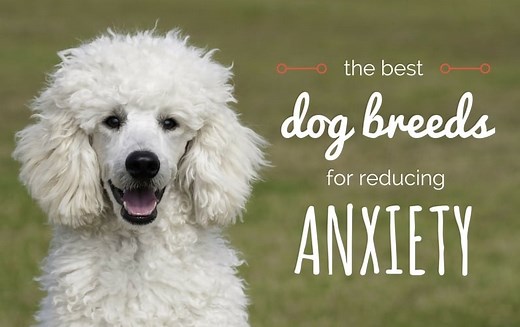 14 Best Dogs For Anxiety: The Most Comforting Canines!
