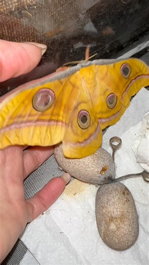 115K views · 4.9K reactions | The Tussar silk moth! Female I was going to nickname her a sunset moth but now I’m not so sure? What do you think ? #Moths | Jumping spider & Moth life | Facebook