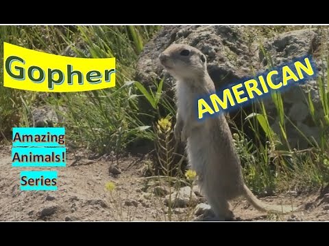 Gopher facts 🐀 Pocket gopher 🦫 endemic to North and Central America