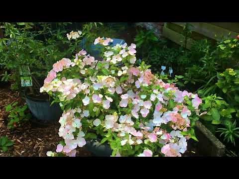 Runaway Bride Hortensia!