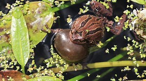 11K views · 676 reactions | Sound up to hear Pacific tree frogs calling at the Zoo. The frogs are more vocal and active during breeding season. These are male Pacific tree frogs trying to call in females to the pond for breeding.  Hoppy #WorldFrogDay! : Conservation Engagement Coordinator, Zach | Point Defiance Zoo & Aquarium | Facebook