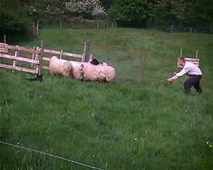 Sheepdog showing his/her skills herding the sheep into a pen on a farm in Ireland... | Videos of Irish Farming Life