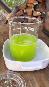 Disolving gold foils with HCl and bleach