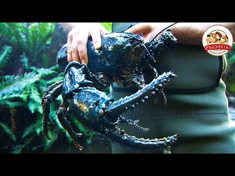 【World’s Largest Claws】Close and Personal with a Tasmanian Giant Freshwater Crayfish