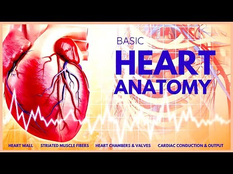 Basic Anatomy of the Human Heart (3D Physiology Animation)