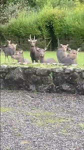 Multiplying Deer || ViralHog