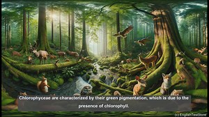 Chlorophyceae in biology