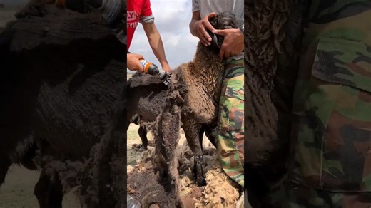 The satisfying shearing process 🐑