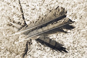 A Beginner’s Guide To Identifying Bird Feathers - defendersblog